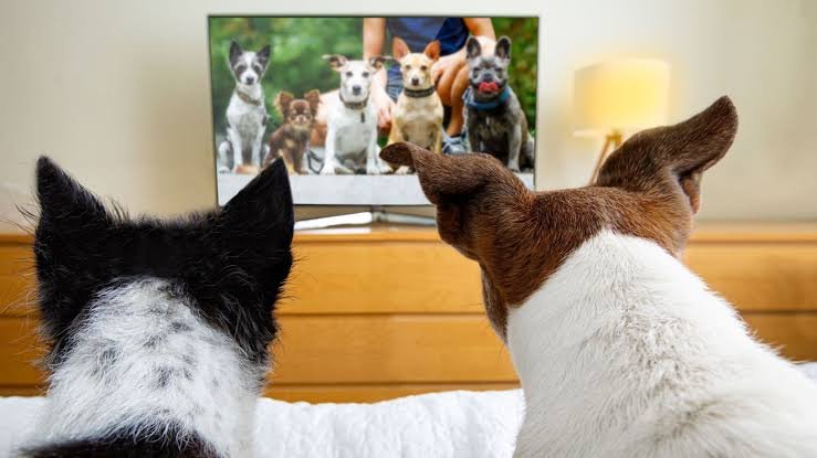 Dog TV 02