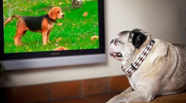 Dog TV 10